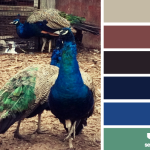 Peacock Hues Playing with Palettes PwP 